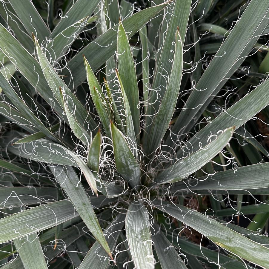 Yucca filamentosa 'Excalibur' - Adam's Needle from Pleasant Run Nursery