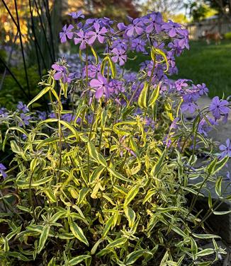 Phlox divaricata 'Blue Ribbons' - Woodland Phlox from Pleasant Run Nursery