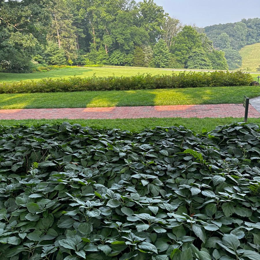 Pachysandra procumbens - Allegheny Spurge from Pleasant Run Nursery @ Mt Cuba