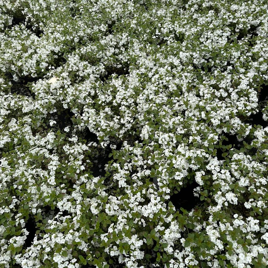 Veronica peduncularis 'Whitewater' - Speedwell from Pleasant Run Nursery