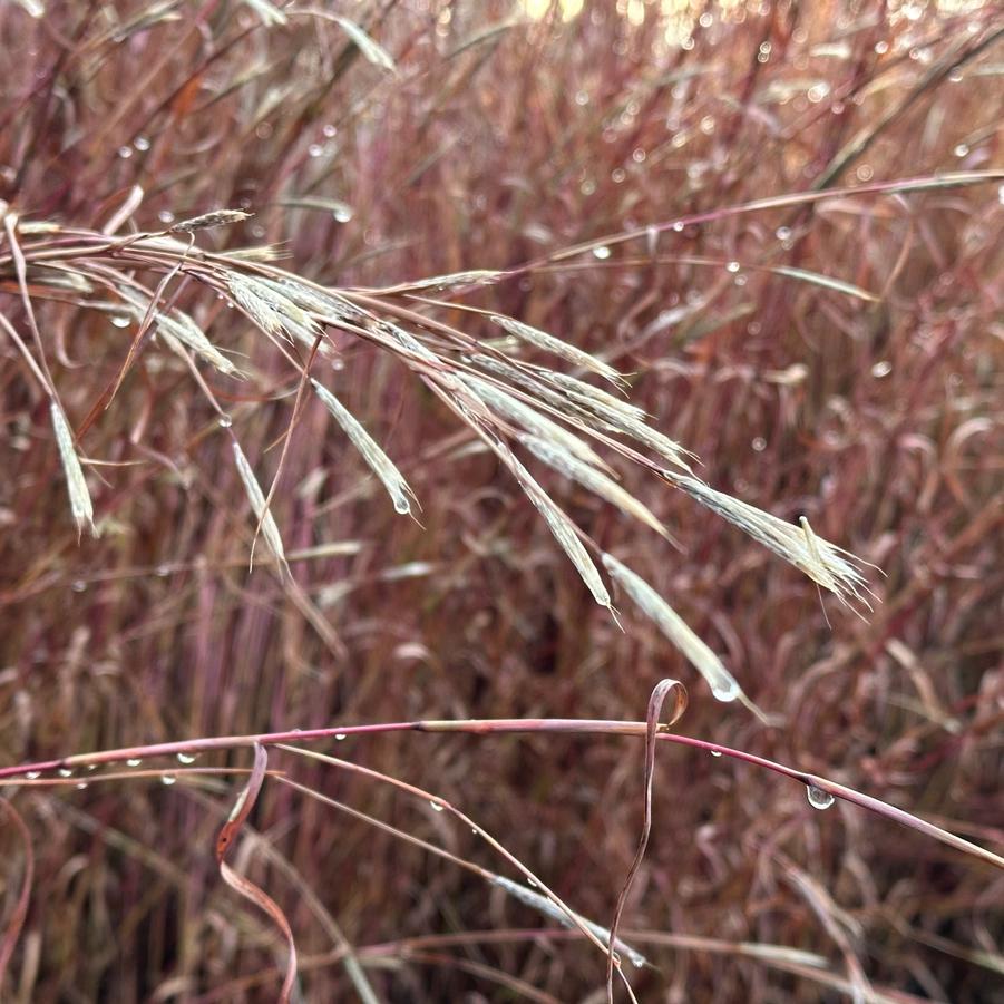 Andropogon ternarius - Splitbeard Bluestem from Pleasant Run Nursery