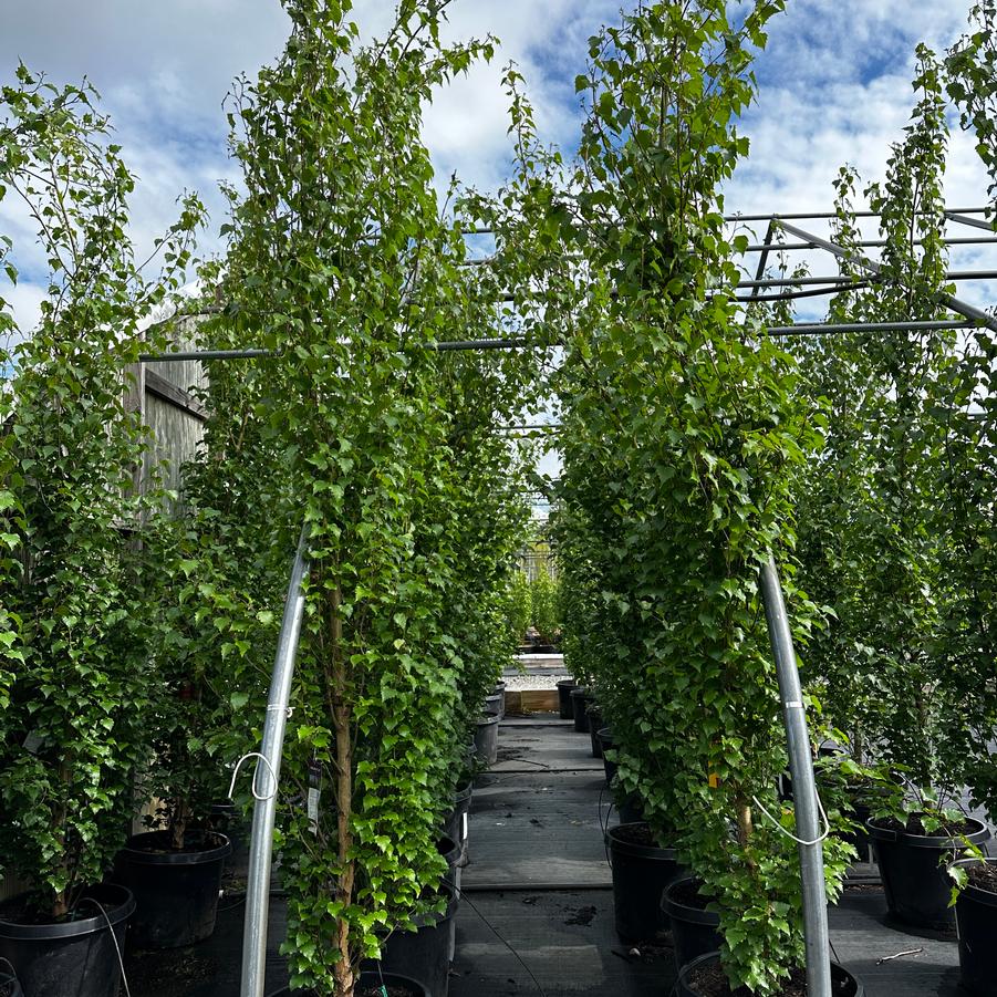 Betula platyphylla 'Parkland Pillar®' - White Birch from Pleasant Run Nursery