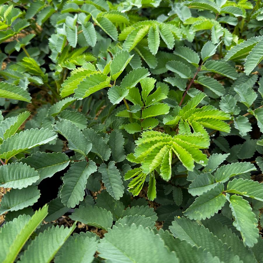 Sanguisorba hakusanensis 'Lilac Squirrel' - Burnet from Pleasant Run Nursery
