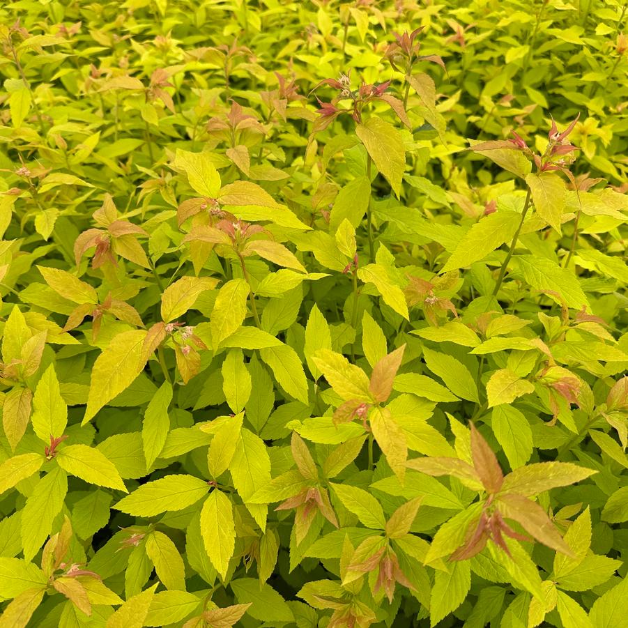Spiraea japonica 'Goldflame' - Spirea from Pleasant Run Nursery