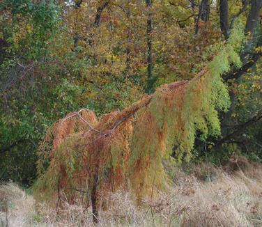 Taxodium distichum Fallingwater - Baldcypress