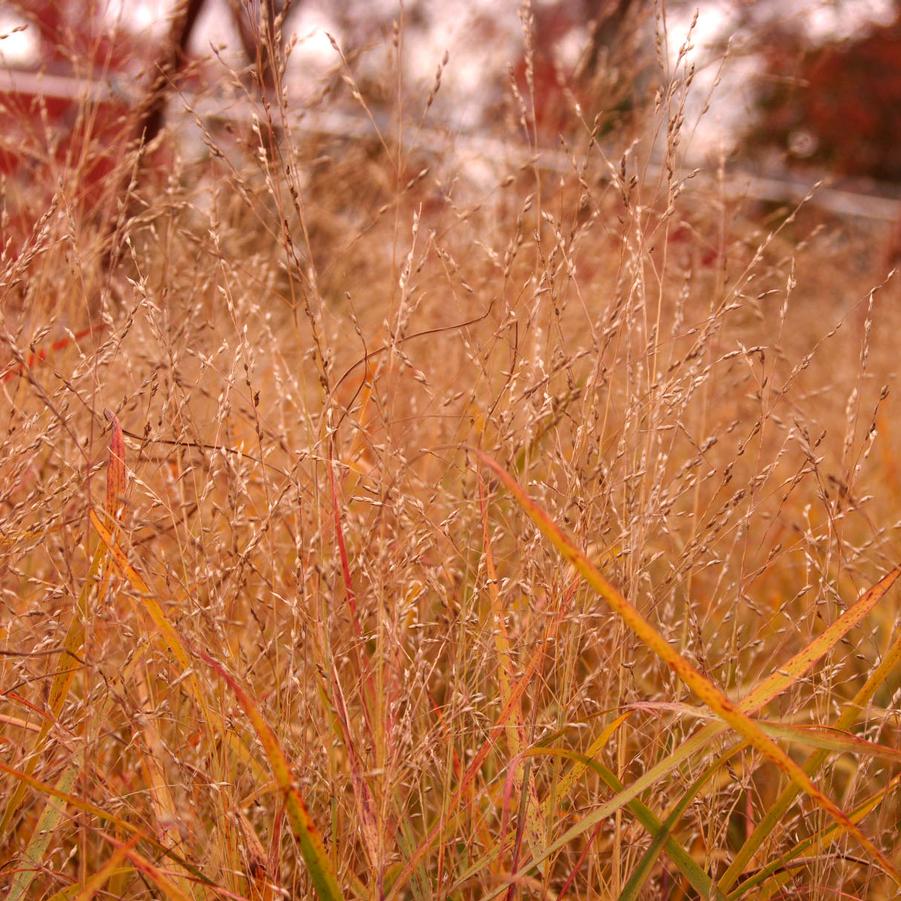 Panicum virgatum 'Heavy Metal' - Switchgrass from Pleasant Run Nursery
