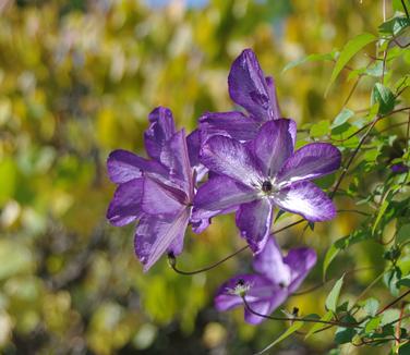 Clematis viticella Venosa Violacea (still blooming 10/30)