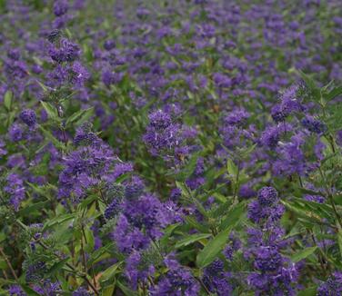 Caryopteris x clandonensis Longwood Blue 
