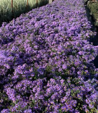 Aster oblongifolius Raydon's Favorite 
