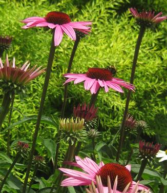 Echinacea purpurea Ruby Star 