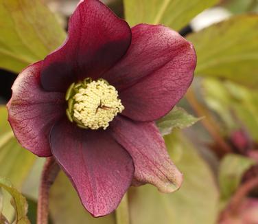 Helleborus x Brandywine