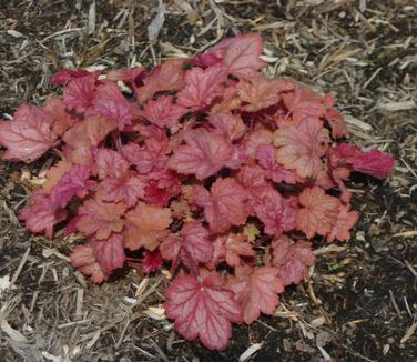 Heuchera x Georgia Peach @ Mt Cuba