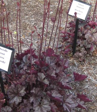 Heuchera x Silver Scrolls A Mt Cuba