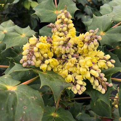 Japanese Mahonia