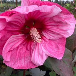 Rose Mallow