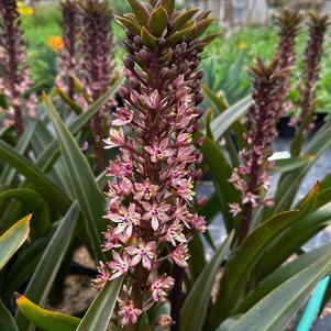 Pineapple Lily