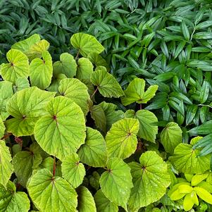 Hardy Begonia