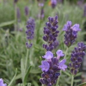 Lavandula angustifolia Hidcote