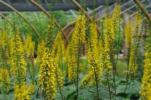 Ligularia stenocephala The Rocket