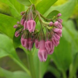 Mertensia virginica - Virginia Bluebells