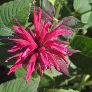 Monarda didyma Raspberry Wine