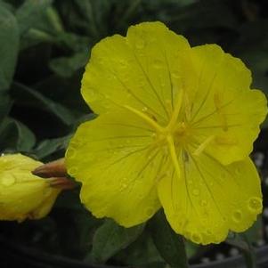 Oenothera fruticosa Fireworks