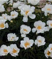 Paeonia Krinkled White