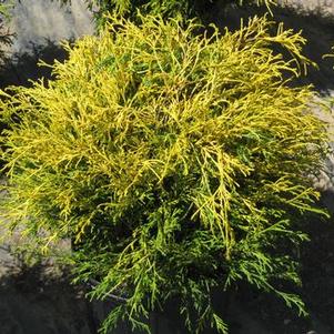 Chamaecyparis pisifera filifera Goldthread