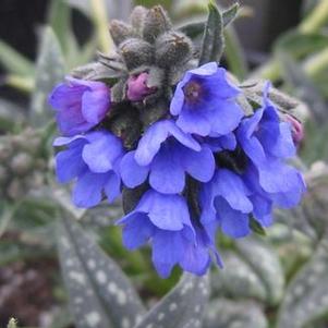Pulmonaria longifolia Bertram Anderson - Longleafed Lungwort
