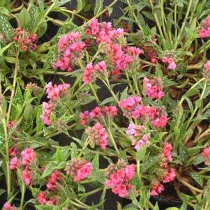 Pulmonaria x Raspberry Splash - Lungwort