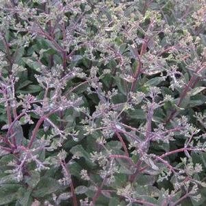 Sedum x Matrona