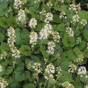 Tiarella cordifolia Brandywine - Foamflower
