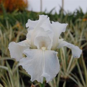 Iris germanica Immortality