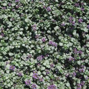 Lamium maculatum Red Nancy