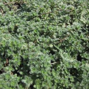 Thymus pseudolanuginosus - Woolly Thyme