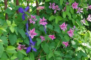 Clematis texensis Duchess of Albany