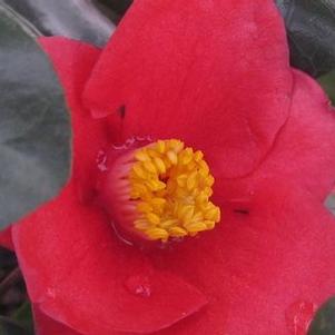 Camellia japonica Korean Fire