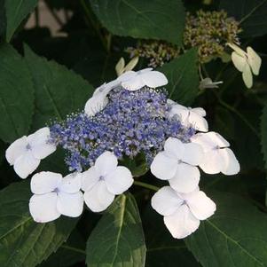 Hydrangea macrophylla Tokyo Delight