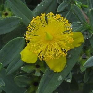 Hypericum x Blue Velvet™ - St Johnswort