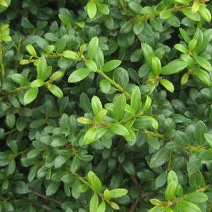 Ilex crenata Beehive