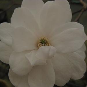 Magnolia x loebneri White Rose