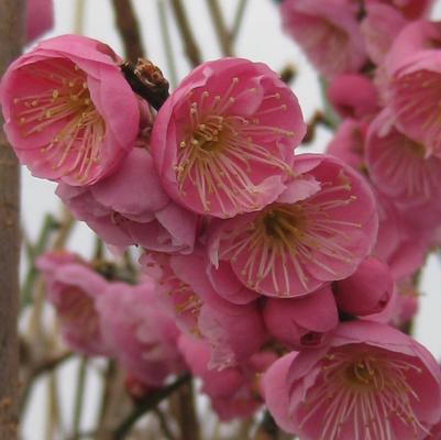 Prunus mume Peggy Clarke