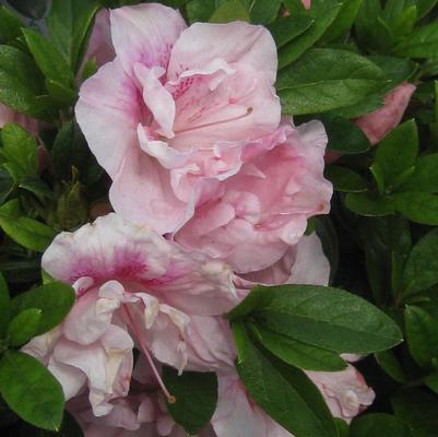 Rhododendron Nancy of Robin Hill