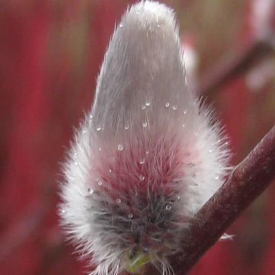 Salix chaenomeloides 