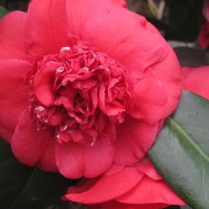 Camellia x April Tryst
