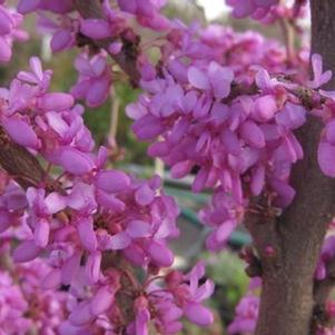 Cercis yunnanensis Celestial Plum
