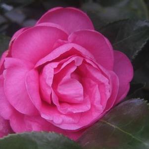 Camellia x Winter's Joy