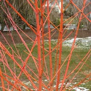 Cornus sanguinea Midwinter Fire
