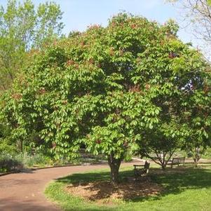 Aesculus pavia 