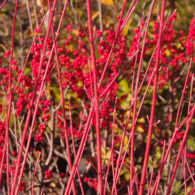 Cornus sericea (stolonifera) Cardinal